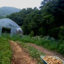 정말 맛있는 감자(품종:수미)를 다른 농산물과 교환합니다. 이미지