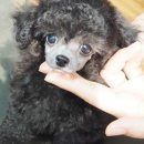 아담스펫강아지&가필드고양이 네이버블로그