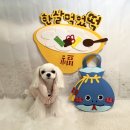 소금소금 펫살롱 이미지