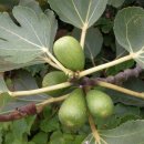 무화과나무 이미지