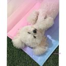 미미아이스 쇼핑하우