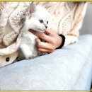 시바견 분양 루이몽 강남본점 | 강남네바마스커레이드입양 성공률 99.9% 후기