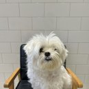 온블리살롱 | 도봉구 방학동 창동 쌍문동 번동 노원 상계동 애견미용실 애견미용 잘하는곳(애견스파 맛집)오픈형...