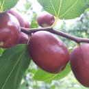 대추원천 이미지