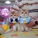 강남 고양이 분양 캣프렌즈 이미지