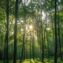 자연과 함께하는 하룻밤 이미지