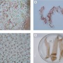 양식 김 유엽의 백변병 (bleaching disease=이전의 의사흰갯병)의 인위감염 이미지