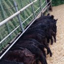 부자 흑염소농장 이미지