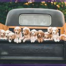 라비동물병원 이미지