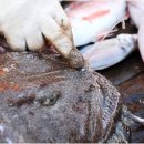 아귀사랑 이미지