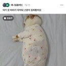 아기옷 버리기 아까워서 고양이 입혀봤어요 이미지