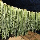 광림농원 이미지