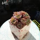 피치스팜