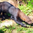 타이라(Tayra) 이미지