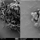 마이크로바이오텍 이미지
