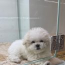 이정훈 강아지 하남본점 이미지