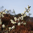 매화마을1 이미지