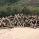 솔밭가는길 이미지