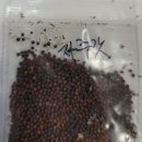 토종자주갓 이미지