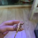 이지게코