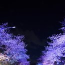 4월 7일자 벚꽃 축제 사진 이미지