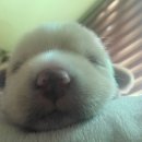 쁘띠앙큼학원