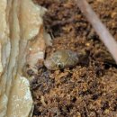 바나나마트 이미지