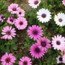 한강시민공원(한강둔치꽃단지) 이미지