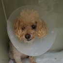 프라임동물병원 이미지