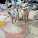 근대화참기름 | 2026.05.02 - 2026.05.05 연휴 맞이 먹여행으로 떠난 대구부산 💗 어쩌다보니 막창만 먹고~ 아기돼지(՞...