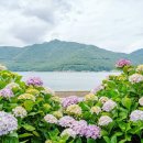 온천천시민공원 수국 이미지