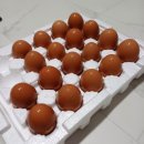 무항생제 유정란 - 농업회사법인 양계장 청년 주식회사 (대한민국 최고계란, 자유 방목 계란)