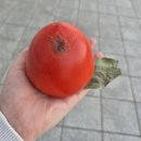 정가네회수산 이미지