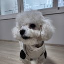 붐붐인터넷 이미지