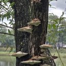 시민문화체육공원 산책로 이미지