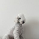 댕댕스파 이미지