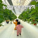 알로큰농장 | 춘천알로록 아이와 딸기체험농장 위치 주차 예약 준비물