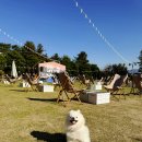 VIP펫 | 2025 반려견 페스티벌, 펫팸족 공략한 11월 가을 호캉스 워커힐 호텔 행사 Oh My VIP