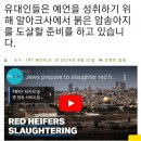 [해외이슈] 이스라엘서 붉은 암송아지 도살 준비하고 있다는 기사 이미지