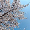 씨유 운정하늘구름점 | 파주 벚꽃 명소 운정호수공원 파주 가볼만한곳 주말 나들이