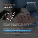 부평종합동물의료센터 이미지