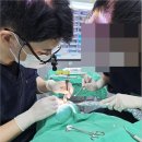 평촌심미치과의원 네이버블로그