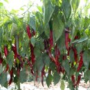 박창규 농장 이미지