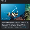 보라카이 블루핀다이브 펀다이빙