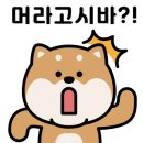 꽃보다강아지 이미지