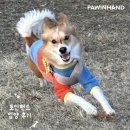 포인핸드 건강검진센터 | 포인핸드 입양후기[❤️입양후기❤️] 2005.레오