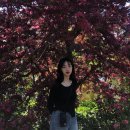 천리포차 이미지