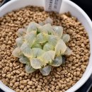 대옥농장 2 이미지