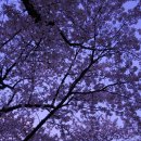 강남-169 이미지