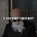 전쟁났을때 반려동물은?ㅡㅡ;; 이미지